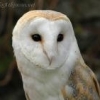 barnowl005095